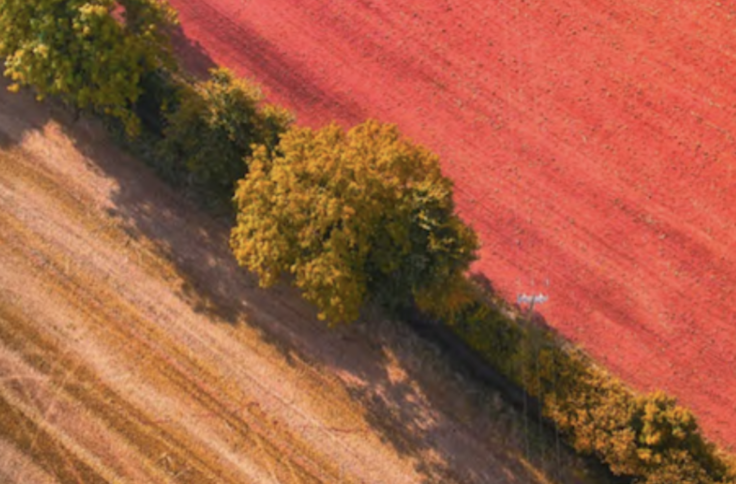 Food and the Climate Crisis thumb